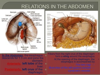 In the Abdomen, the esophagus
descends for 1.3 cm and joins the
stomach.
Anteriorly, left lobe of the
liver.
Posteriorly, left crus of the
diaphragm. 9
•Fibers from the right crus of the diaphragm
form a sling around the esophagus.
•At the opening of the diaphragm, the
esophagus is accompanied by:
–The two vagi
–Branches of the left gastric vessels
–Lymphatic vessels.
 