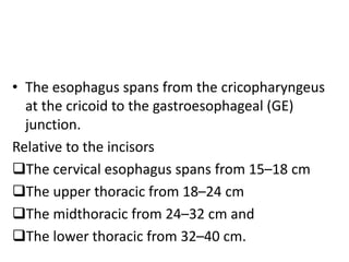 • The esophagus spans from the cricopharyngeus
at the cricoid to the gastroesophageal (GE)
junction.
Relative to the incisors
The cervical esophagus spans from 15–18 cm
The upper thoracic from 18–24 cm
The midthoracic from 24–32 cm and
The lower thoracic from 32–40 cm.
 