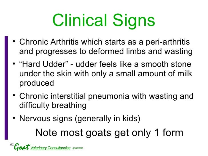 CAE Caprine Arthritis Encephalitis