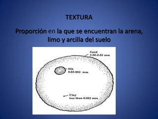 TEXTURA
Proporción en la que se encuentran la arena,
limo y arcilla del suelo
 