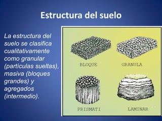Estructura del suelo
La estructura del
suelo se clasifica
cualitativamente
como granular
(partículas sueltas),
masiva (bloques
grandes) y
agregados
(intermedio).
 