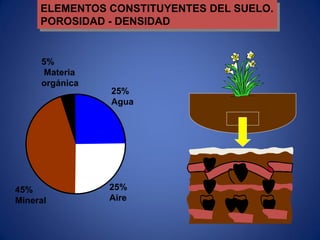 ELEMENTOS CONSTITUYENTES DEL SUELO.
POROSIDAD - DENSIDAD
25%
Agua
25%
Aire
45%
Mineral
5%
Materia
orgánica
 