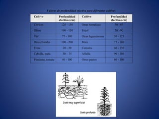Valores de profundidad efectiva para diferentes cultivos
Cultivo Profundidad
efectiva (cm)
Cultivo Profundidad
efectiva (cm)
Cítricos 120 - 150 Otras hortalizas 30 - 60
Olivo 100 - 150 Frijol 50 - 90
Vid 75 - 180 Otras leguminosas 50 - 125
Otros frutales 100 - 200 Maíz 75 - 160
Fresa 20 - 30 Cereales 60 - 150
Cebolla, papa 30 – 75 Alfalfa 90 - 180
Pimiento, tomate 40 - 100 Otros pastos 60 - 100
 