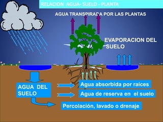 AGUA TRANSPIRADA POR LAS PLANTAS
AGUA DEL
SUELO
Agua absorbida por raíces
Agua de reserva en el suelo
Percolación, lavado o drenaje
EVAPORACION DEL
SUELO
RELACION AGUA- SUELO - PLANTA
 