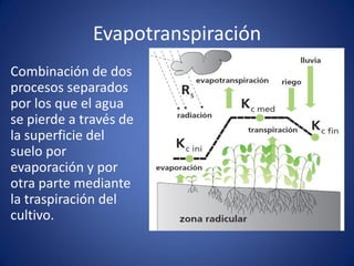 Evapotranspiración
Combinación de dos
procesos separados
por los que el agua
se pierde a través de
la superficie del
suelo por
evaporación y por
otra parte mediante
la traspiración del
cultivo.
 