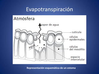Evapotranspiración
Representación esquemática de un estoma
 