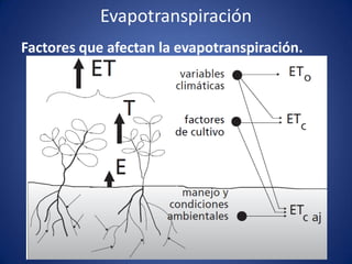 Evapotranspiración
Factores que afectan la evapotranspiración.
 