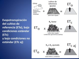 Evapotranspiración
del cultivo de
referencia (ETo), bajo
condiciones estándar
(ETc)
y bajo condiciones no
estándar (ETc aj)
 