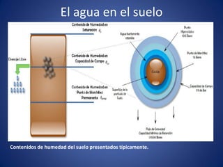 El agua en el suelo
Contenidos de humedad del suelo presentados típicamente.
 