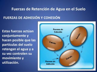 Fuerzas de Retención de Agua en el Suelo
FUERZAS DE ADHESIÓN Y COHESIÓN
Estas fuerzas actúan
conjuntamente y
hacen posible que las
partículas del suelo
retengan el agua y a
su vez controlen su
movimiento y
utilización.
 