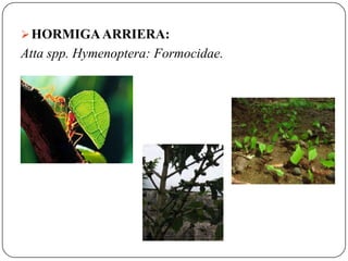  HORMIGA ARRIERA:
Atta spp. Hymenoptera: Formocidae.
 