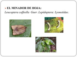  EL MINADOR DE HOJA:
Leucoptera coffeella Guer .Lepidoptera: Lyonetidae.
 