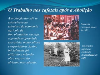 O Trabalho nos cafezais após a Abolição
A produção do café se
estabeleceu na                   Escravos
estrutura da economia            carregam sacas
agrícola de                      de café.
tipo plantation, ou seja,
a grande propriedade
escravista, monocultora
e exportadora. Assim,              Imigrantes
                                  japoneses
inicialmente foi                  cuidando
utilizado a mão-de-               de plantação de
obra escrava do                   café
africano nos cafezais.
 