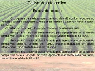 Cultivo do cafe conilon.
Escolha dos clones :
O programa de melhoramento genético de café conilon iniciou-se no
Instituto Capixaba de pesquisa, Assistência Técnica e Extensão Rural (Incaper)
em 1985.
As cultivares desenvolvidas e recomendadas pelo Incaper são:
Emcapa 8111: cultivar clonal formada pelo agrupamento de 09 clones
compatíveis entre si, maturidade precoce produtividade média de 58 sc/há.
Emcapa 8121: cultivar clonal formada pelo agrupamento de 14 clones
compatíveis entre si, lançada em 1993. Apresenta maturação em época
intermediária, produtividade média de 60 sc/há.
Emcapa 8131: cultivar clonal formada pelo agrupamento de 09 clones
compatíveis entre si, lançada em 1993. Apresenta maturação tardia dos frutos,
produtividade média de 60 sc/há.
 