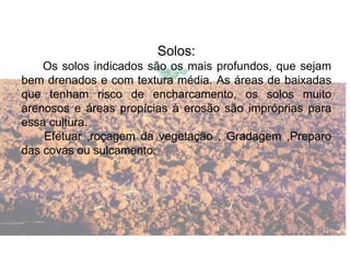 Solos:
Os solos indicados são os mais profundos, que sejam
bem drenados e com textura média. As áreas de baixadas
que tenham risco de encharcamento, os solos muito
arenosos e áreas propícias à erosão são impróprias para
essa cultura.
Efetuar ,roçagem da vegetação , Gradagem ,Preparo
das covas ou sulcamento.
 
