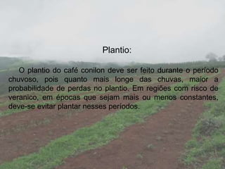 Plantio:
O plantio do café conilon deve ser feito durante o período
chuvoso, pois quanto mais longe das chuvas, maior a
probabilidade de perdas no plantio. Em regiões com risco de
veranico, em épocas que sejam mais ou menos constantes,
deve-se evitar plantar nesses períodos.
 