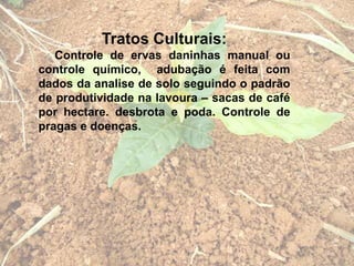 Tratos Culturais:
Controle de ervas daninhas manual ou
controle químico, adubação é feita com
dados da analise de solo seguindo o padrão
de produtividade na lavoura – sacas de café
por hectare. desbrota e poda. Controle de
pragas e doenças.
 