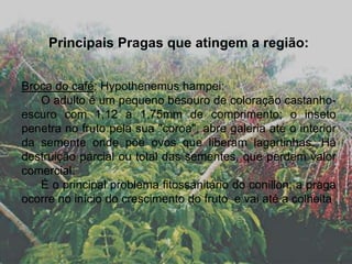 Principais Pragas que atingem a região:
Broca do café: Hypothenemus hampei:
O adulto é um pequeno besouro de coloração castanho-
escuro com 1,12 a 1,75mm de comprimento; o inseto
penetra no fruto pela sua "coroa", abre galeria até o interior
da semente onde põe ovos que liberam lagartinhas. Há
destruição parcial ou total das sementes, que perdem valor
comercial.
É o principal problema fitossanitário do conillon; a praga
ocorre no início do crescimento do fruto e vai até a colheita
 