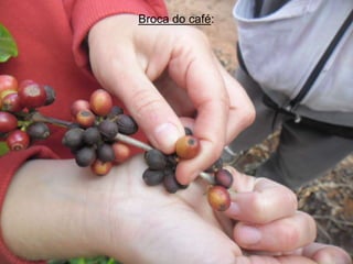 Broca do café:
 