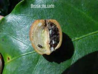 Broca do café:
 