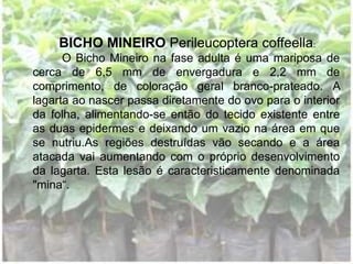 BICHO MINEIRO Perileucoptera coffeella:
O Bicho Mineiro na fase adulta é uma mariposa de
cerca de 6,5 mm de envergadura e 2,2 mm de
comprimento, de coloração geral branco-prateado. A
lagarta ao nascer passa diretamente do ovo para o interior
da folha, alimentando-se então do tecido existente entre
as duas epidermes e deixando um vazio na área em que
se nutriu.As regiões destruídas vão secando e a área
atacada vai aumentando com o próprio desenvolvimento
da lagarta. Esta lesão é caracteristicamente denominada
"mina“.
 