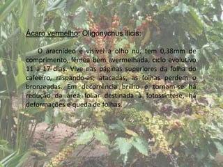 Ácaro vermelho: Oligonychus ilicis:
O aracnídeo é visível a olho nu, tem 0,38mm de
comprimento, fêmea bem avermelhada, ciclo evolutivo
11 a 17 dias. Vive nas páginas superiores da folha do
cafeeiro, raspando-as; atacadas, as folhas perdem o
bronzeadas. Em decorrência brilho e tornam-se há
redução da área foliar destinada à fotossíntese, há
deformações e queda de folhas.
 