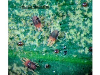 Ácaro vermelho
 