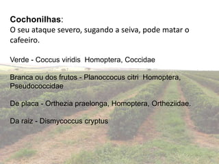 Cochonilhas:
O seu ataque severo, sugando a seiva, pode matar o
cafeeiro.
Verde - Coccus viridis Homoptera, Coccidae
Branca ou dos frutos - Planoccocus citri Homoptera,
Pseudococcidae
De placa - Orthezia praelonga, Homoptera, Ortheziidae.
Da raiz - Dismycoccus cryptus
 