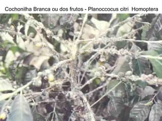 Cochonilha Branca ou dos frutos - Planoccocus citri Homoptera
.
 