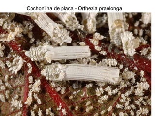 Cochonilha de placa - Orthezia praelonga
 