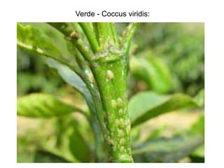 Verde - Coccus viridis:
 