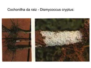 Cochonilha da raiz - Dismycoccus cryptus:
 