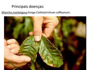 Principais doenças:
Mancha manteigosa:fungo Colletotrichum coffeanum:
 