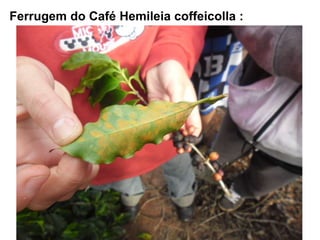 Ferrugem do Café Hemileia coffeicolla :
 