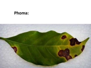 Phoma:
 