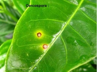 Cercospora :
 