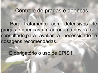 Controle de pragas e doenças:
Para tratamento com defensivos de
pragas e doenças um agrônomo devera ser
consultado,para avaliar a necessidade e
dosagens recomendadas.
E obrigatório o uso de EPIS !!
 
