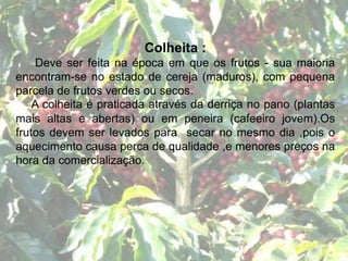 Colheita :
Deve ser feita na época em que os frutos - sua maioria
encontram-se no estado de cereja (maduros), com pequena
parcela de frutos verdes ou secos.
A colheita é praticada através da derriça no pano (plantas
mais altas e abertas) ou em peneira (cafeeiro jovem).Os
frutos devem ser levados para secar no mesmo dia ,pois o
aquecimento causa perca de qualidade ,e menores preços na
hora da comercialização.
 