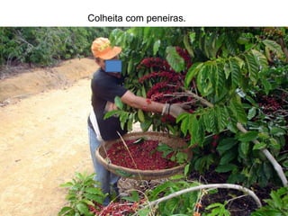 Colheita com peneiras.
 