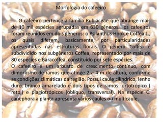 Morfologia do cafeeiro
O cafeeiro pertence à família Rubiaceae que abrange mais
de 10 mil espécies agrupadas em 630 gêneros. os cafeeiros
foram reunidos em dois gêneros: o Psilanthus Hook e Coffea L.,
os quais diferem, basicamente, por particularidades
apresentadas nas estruturas florais. O gênero Coffea é
subdividido nos subgêneros Coffea, representado por mais de
80 espécies e Baracoffea, constituído por sete espécies.
O cafeeiro é um arbusto de crescimento contínuo, com
dimorfismo de ramos que atinge 2 a 4 m de altura, conforme
as condições climáticas da região. Possui caule cilíndrico, lenho
duro, branco amarelado e dois tipos de ramos: ortotrópico (
reto,) e plagiotrópicos (oblíquo, transversal). Na espécie C.
canephora a planta apresenta vários caules ou multicaule.
 