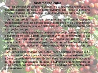 Sistema radicular
A raiz principal do cafeeiro é pivotante e amplamente ramificada na
camada superior do solo . A parte pivotante das raízes é pequena,
grossa e termina abruptamente, sem ultrapassar os primeiros 30 a 50
cm da superfície do solo.
As raízes axiais saem da pivotante, se ramificam e crescem,
predominantemente, no sentido descendente até 3 m de profundidade.
As raízes verticais por sua vez distribuem se no sentido horizontal sob
a projeção da copa.
As raízes laterais superficiais também crescem próximas e paralelas
à superfície do solo e pode ultrapassar 2 m de comprimento, o que
significa que vão além da copa pelo menos em 0,8 m. Este
conhecimento é fundamental para orientar as adubações durante o
crescimento das mudas e, posteriormente, das plantas adultas em
produção.
As raízes alimentadoras são curtas, com diâmetros inferiores a 1,0
mm, esbranquiçadas e possui pelos absorventes, numa extensão de 3
a 5mm da ponta das mesmas. Essas raízes respondem pela absorção
de 75 % das necessidades de água e nutrientes organo-minerais, as
quais diferem das demais por não serem estruturas permanentes, mas
que se renovam.
 