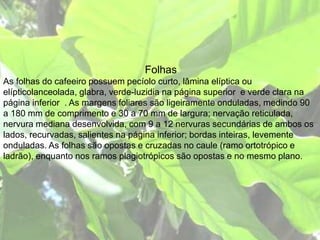 Folhas
As folhas do cafeeiro possuem pecíolo curto, lâmina elíptica ou
elípticolanceolada, glabra, verde-luzidia na página superior e verde clara na
página inferior . As margens foliares são ligeiramente onduladas, medindo 90
a 180 mm de comprimento e 30 a 70 mm de largura; nervação reticulada,
nervura mediana desenvolvida, com 9 a 12 nervuras secundárias de ambos os
lados, recurvadas, salientes na página inferior; bordas inteiras, levemente
onduladas. As folhas são opostas e cruzadas no caule (ramo ortotrópico e
ladrão), enquanto nos ramos plagiotrópicos são opostas e no mesmo plano.
 