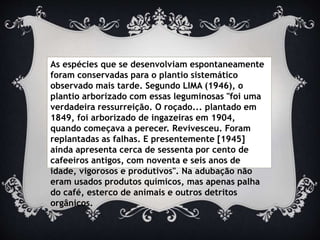 As espécies que se desenvolviam espontaneamente
foram conservadas para o plantio sistemático
observado mais tarde. Segundo LIMA (1946), o
plantio arborizado com essas leguminosas "foi uma
verdadeira ressurreição. O roçado... plantado em
1849, foi arborizado de ingazeiras em 1904,
quando começava a perecer. Revivesceu. Foram
replantadas as falhas. E presentemente [1945]
ainda apresenta cerca de sessenta por cento de
cafeeiros antigos, com noventa e seis anos de
idade, vigorosos e produtivos". Na adubação não
eram usados produtos químicos, mas apenas palha
do café, esterco de animais e outros detritos
orgânicos.
 