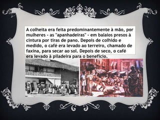 A colheita era feita predominantemente à mão, por
mulheres - as "apanhadeiras" - em balaios presos à
cintura por tiras de pano. Depois de colhido e
medido, o café era levado ao terreiro, chamado de
faxina, para secar ao sol. Depois de seco, o café
era levado à piladeira para o beneficio.
 