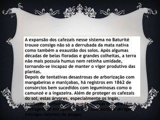 A expansão dos cafezais nesse sistema no Baturité
trouxe consigo não só a derrubada da mata nativa
como também a exaustão dos solos. Após algumas
décadas de belas floradas e grandes colheitas, a terra
não mais possuía humus nem retinha umidade,
tornando-se incapaz de manter o vigor produtivo das
plantas.
Depois de tentativas desastrosas de arborização com
mangabeiras e maniçobas, há registros em 1862 de
consórcios bem sucedidos com leguminosas como o
camunzé e a ingazeira. Além de proteger os cafezais
do sol, estas árvores, especialmente os ingás,
produzem humus com a queda de suas folhas e têm a
vantagem de enriquecer o solo com azoto e abrigar
inimigos naturais de pragas.
 
