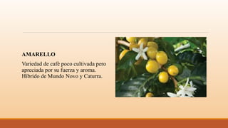 AMARELLO
Variedad de café poco cultivada pero
apreciada por su fuerza y aroma.
Híbrido de Mundo Novo y Caturra.
 
