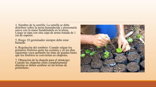 4. Siembra de la semilla: La semilla se debe
distribuir sobre la arena humedecida y presionarla
suave con la mano hundiéndola en la arena.
Luego se tapa con otra capa de arena tratada de 1
cm de espesor.
5. Riego: El germinador siempre debe estar
húmedo.
6. Regulación del sombrío: Cuando salgan los
primeros fósforos quite los costales y en los días
siguientes vaya quitando las latas de guadua hasta
que los fósforos se conviertan en chapolas.
7. Obtención de la chapola para el almácigo:
Cuando las chapolas estén completamente
abiertas se deben sembrar en las bolsas de
polietileno.
 
