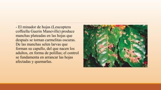 - El minador de hojas (Leucoptera
coffeella Guerin Maneville) produce
manchas plateadas en las hojas que
después se tornan carmelitas oscuras.
De las manchas selen larvas que
forman su capullo, del que nacen los
adultos, en forma de polillas; el control
se fundamenta en arrancar las hojas
afectadas y quemarlas.
 