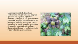 La antracnosis (Colletotrichum
coffeanum), otra enfermedad fungosa
que seca los cogollos y produce
manchas y arrugas en los granos verdes
y a medio madurar. También afecta las
puntas de las hojas, ennegrece y seca
los tallos; se puede manejar reduciendo
el sombrío, estableciendo en buen
drenaje, impidiendo el encharcamiento
y desyerbando oportunamente.
 