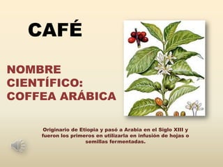 CAFÉ
NOMBRE
CIENTÍFICO:
COFFEA ARÁBICA

     Originario de Etiopia y pasó a Arabia en el Siglo XIII y
    fueron los primeros en utilizarla en infusión de hojas o
                     semillas fermentadas.
 